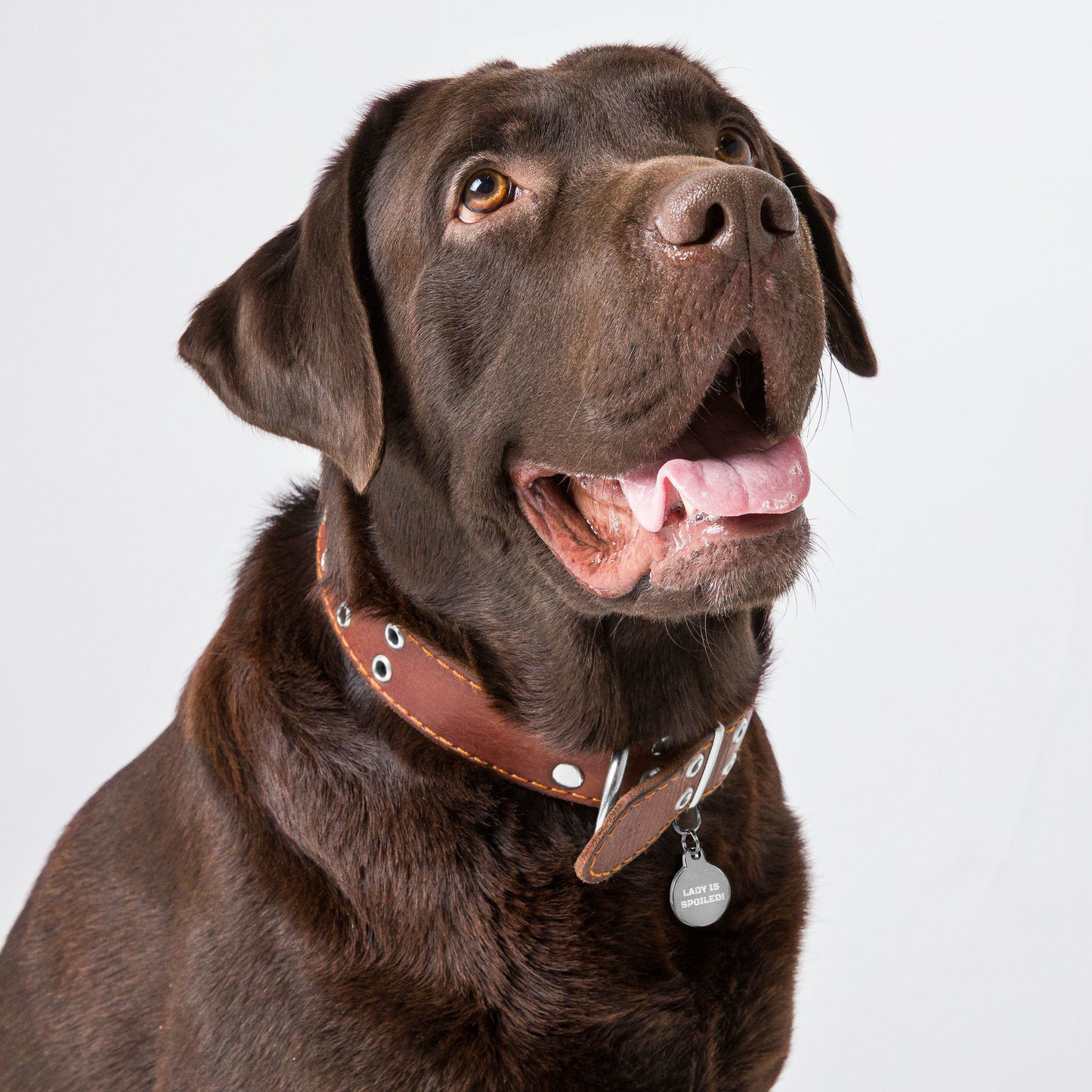 SPOILED DOG BOUTIQUE- LADY IS SPOILED! Engraved pet ID tag