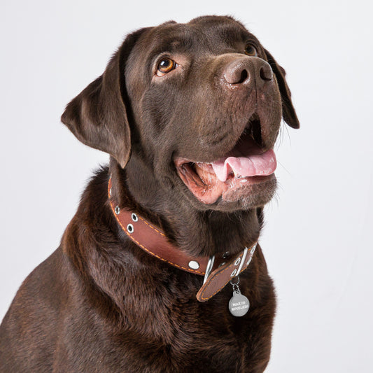 SPOILED DOG BOUTIQUE-----MAX IS SPOILED! Engraved pet ID tag