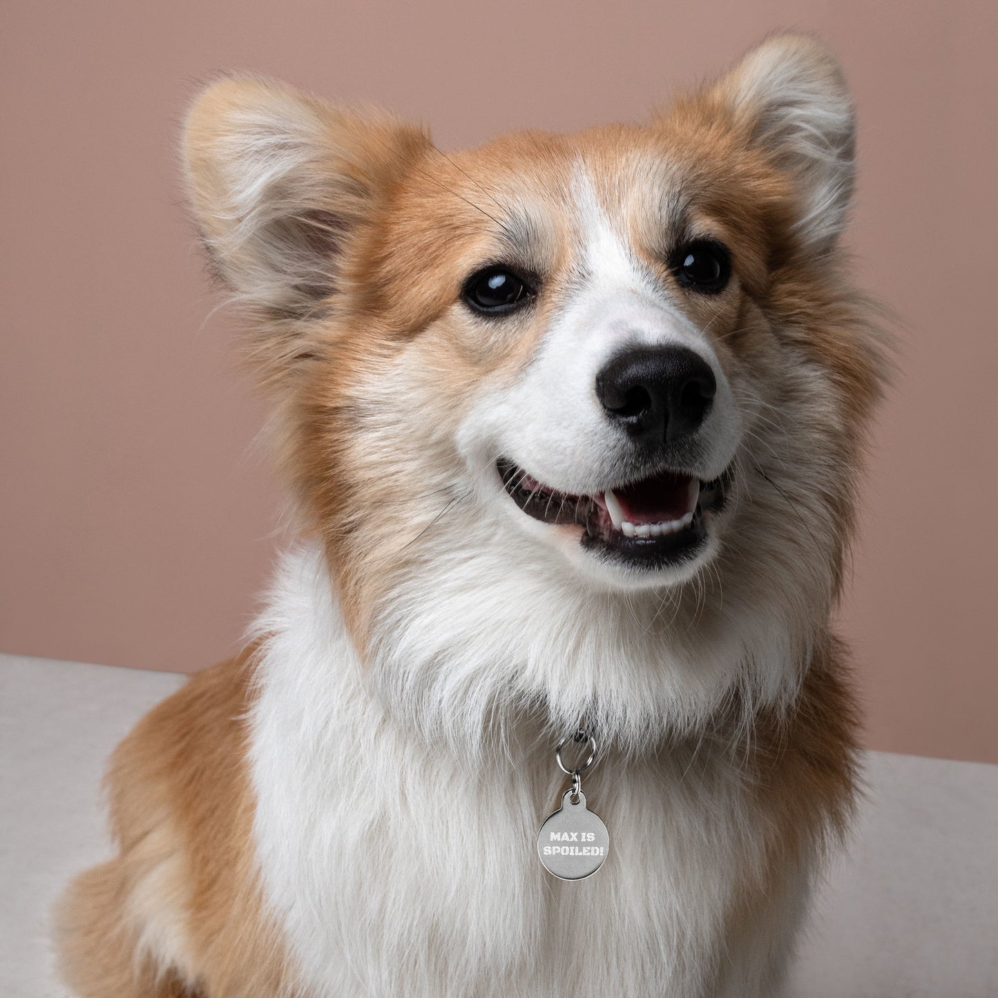 SPOILED DOG BOUTIQUE-----MAX IS SPOILED! Engraved pet ID tag