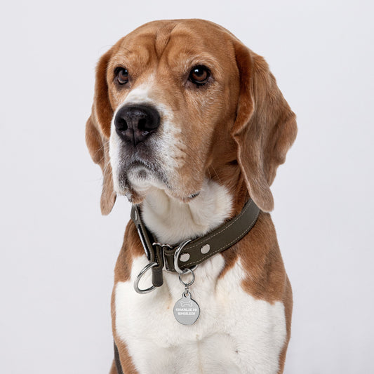 SPOILED DOG BOUTIQUE-CHARLIE IS SPOILED! (Engraved pet ID tag with bone clip art