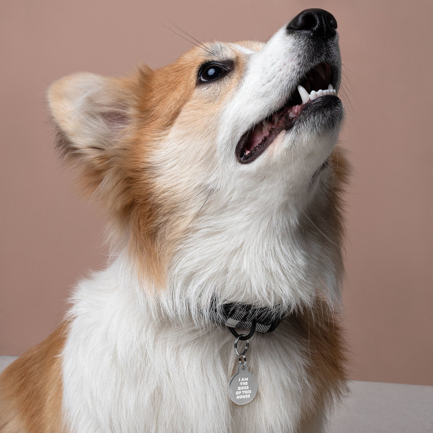 SPOILED DOG BOUTIQUE-I AM THE BOSS OF THIS HOUSE Engraved pet ID tag