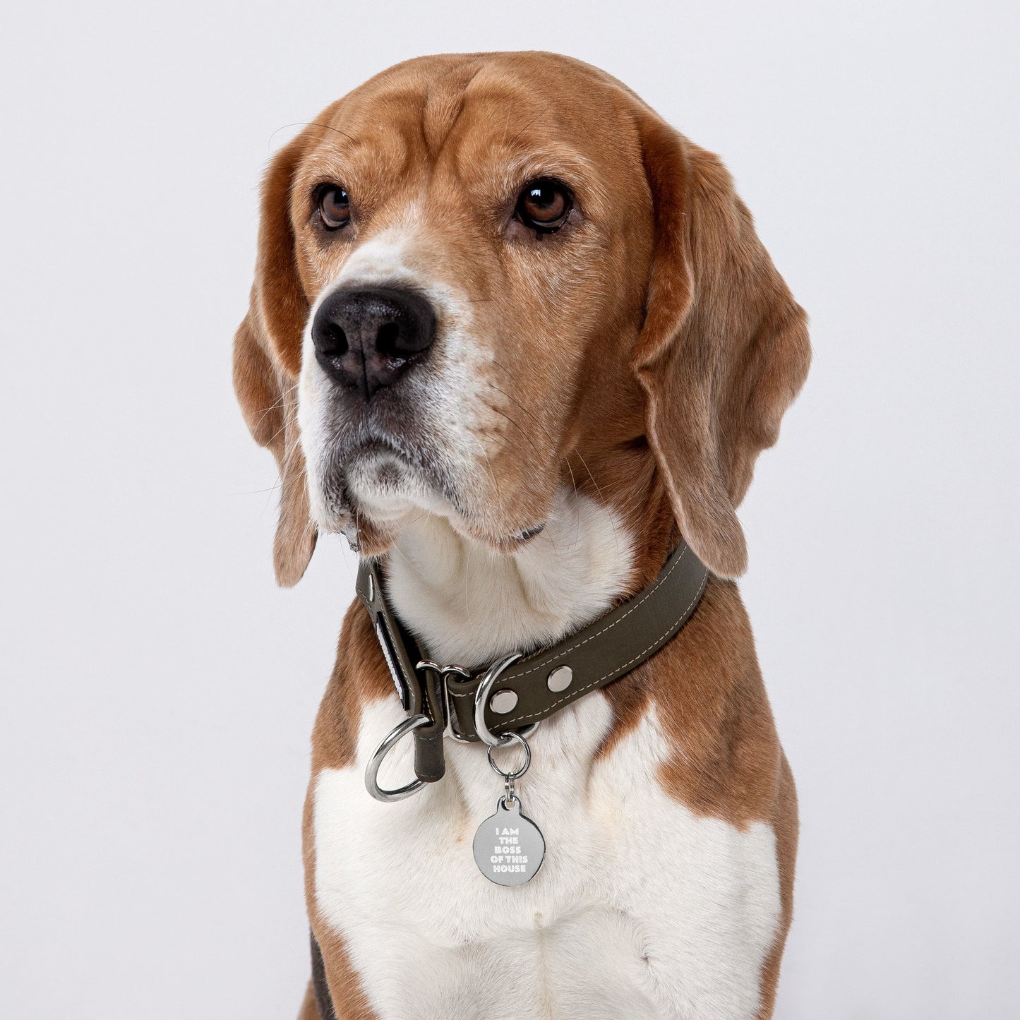 SPOILED DOG BOUTIQUE-I AM THE BOSS OF THIS HOUSE Engraved pet ID tag