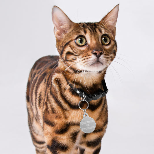 SPOILED CAT BOUTIQUE- QUEENIE IS SPOILED! Engraved pet ID tag